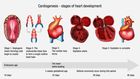 Fetal Heart Development